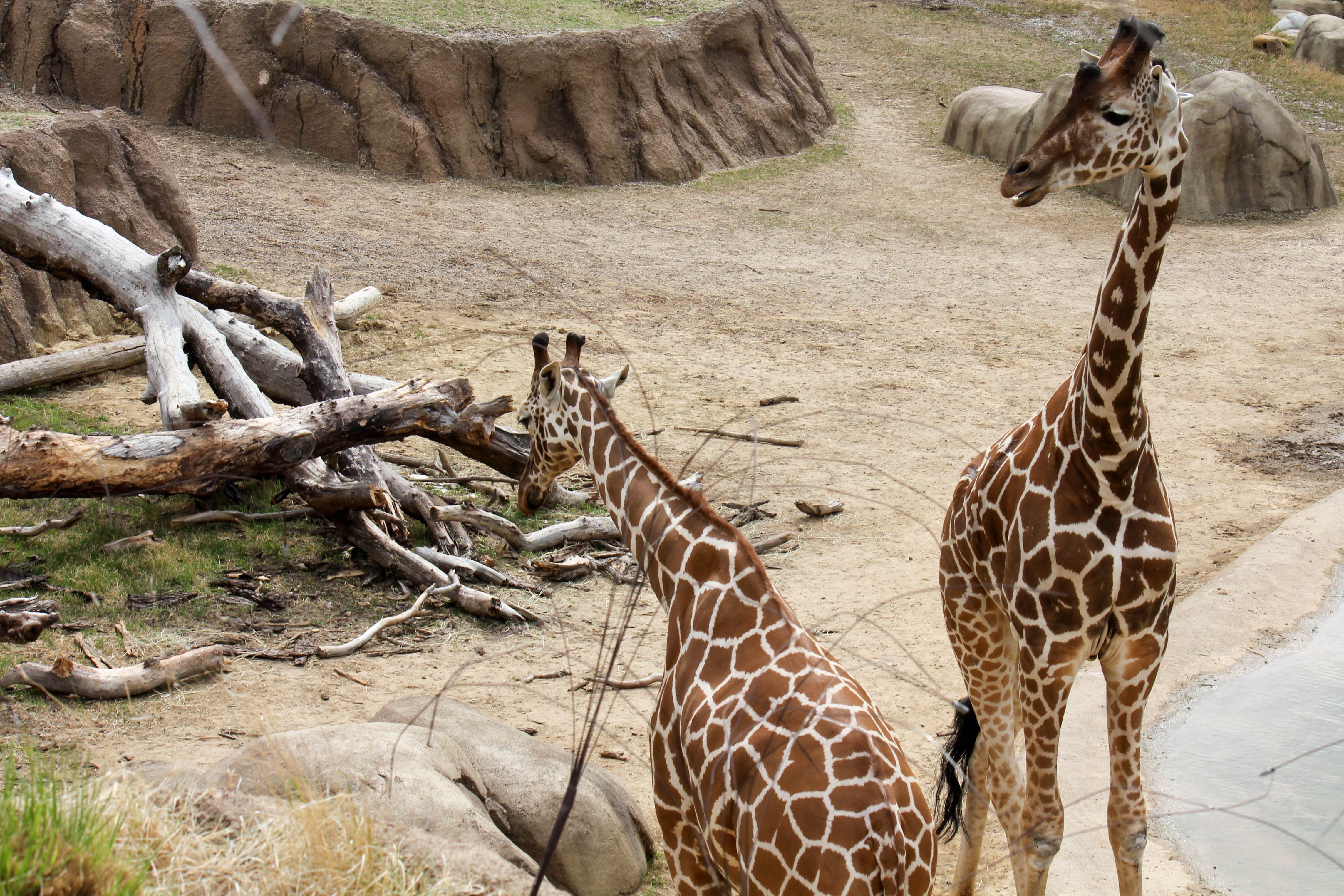 Giraffe at Parque das Aves