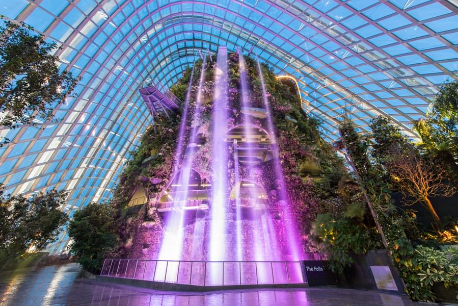 cloud forest lighting