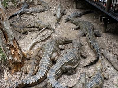 Hartleys Crocodile Adventures | Explore the Australian Wildlife