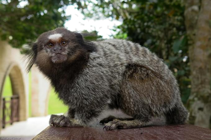 Marmosets Gallery