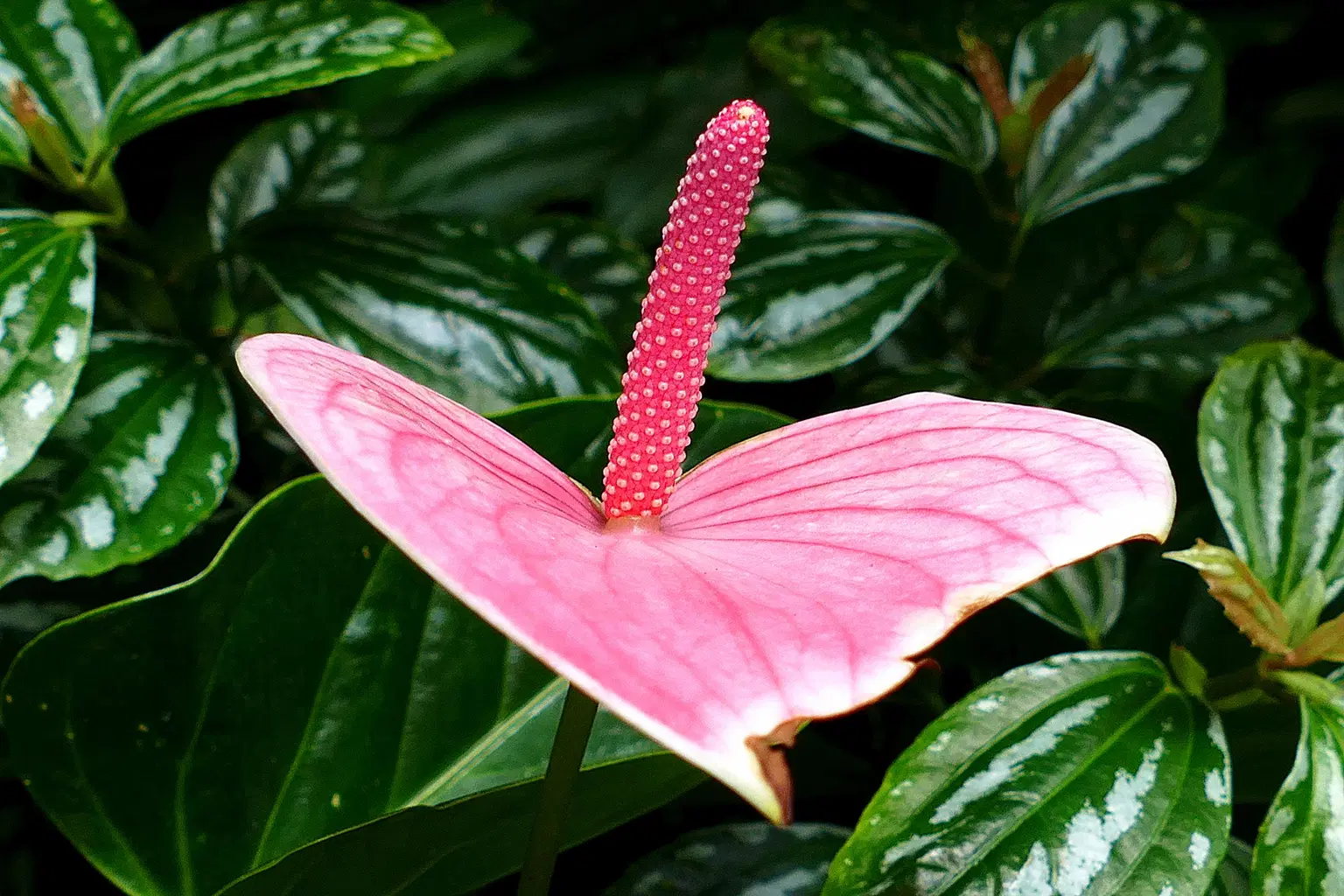 Plantasia