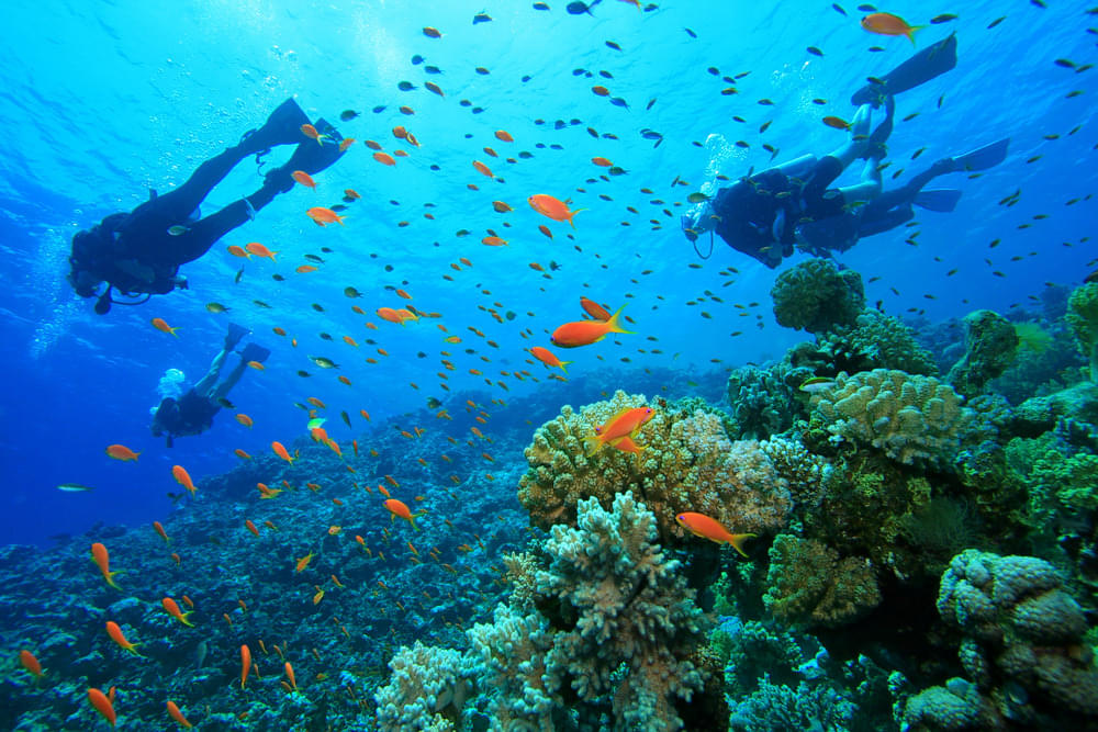 Explore the varieties of Fishes and Coral life underneth