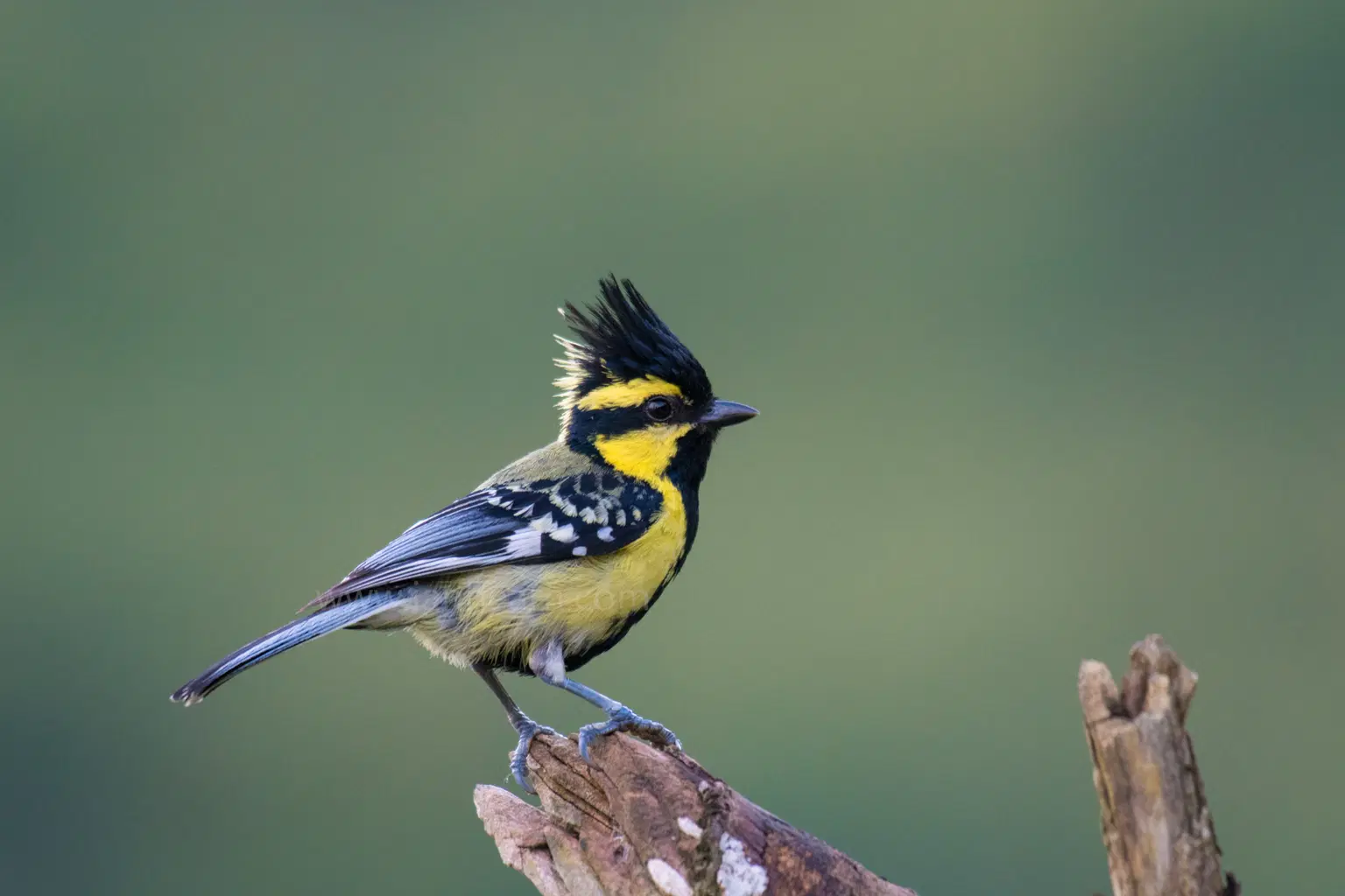 Bird Watching Haven