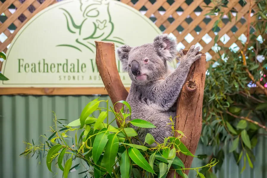 Koalas in Featherdale Wildlife Park