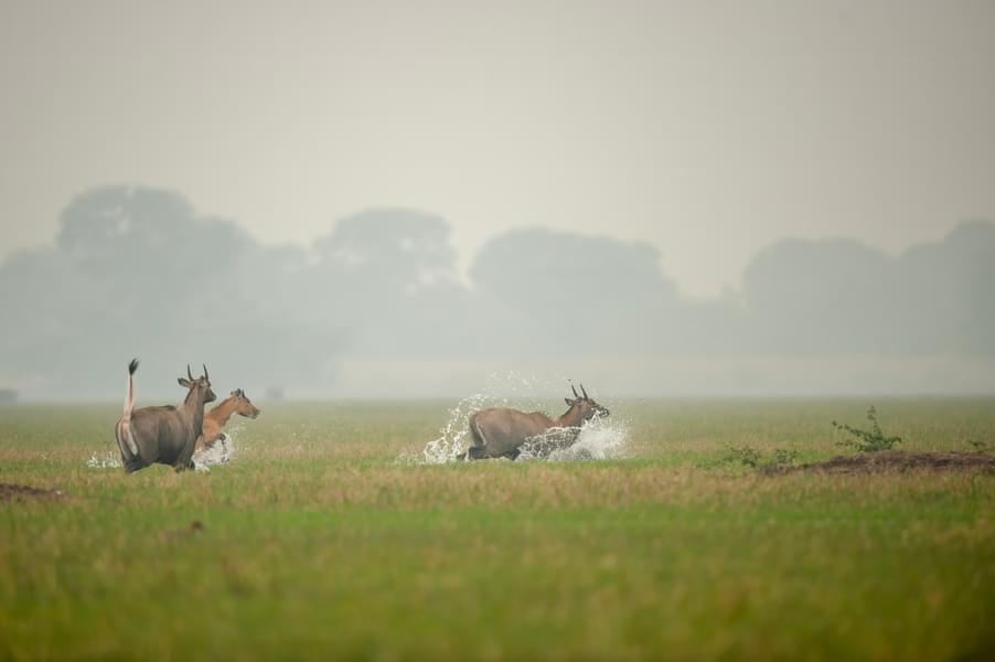 Jaipur to Ranthambore Day Trip Image