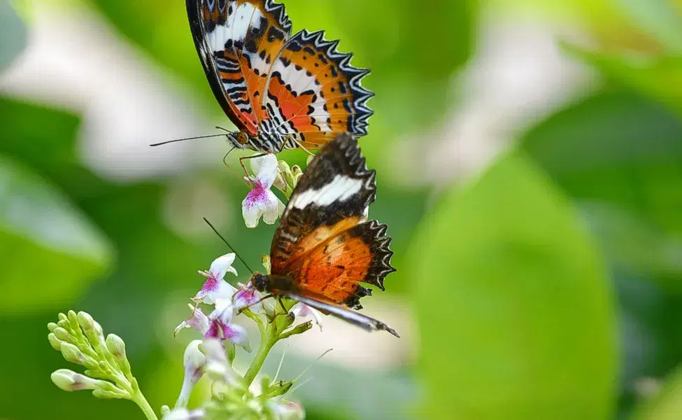 Butterflies
