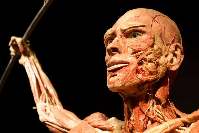 Human Body Exhibit