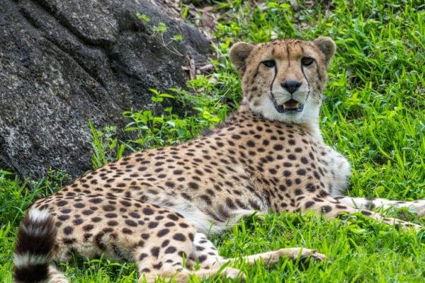 cheetah in houston zoo