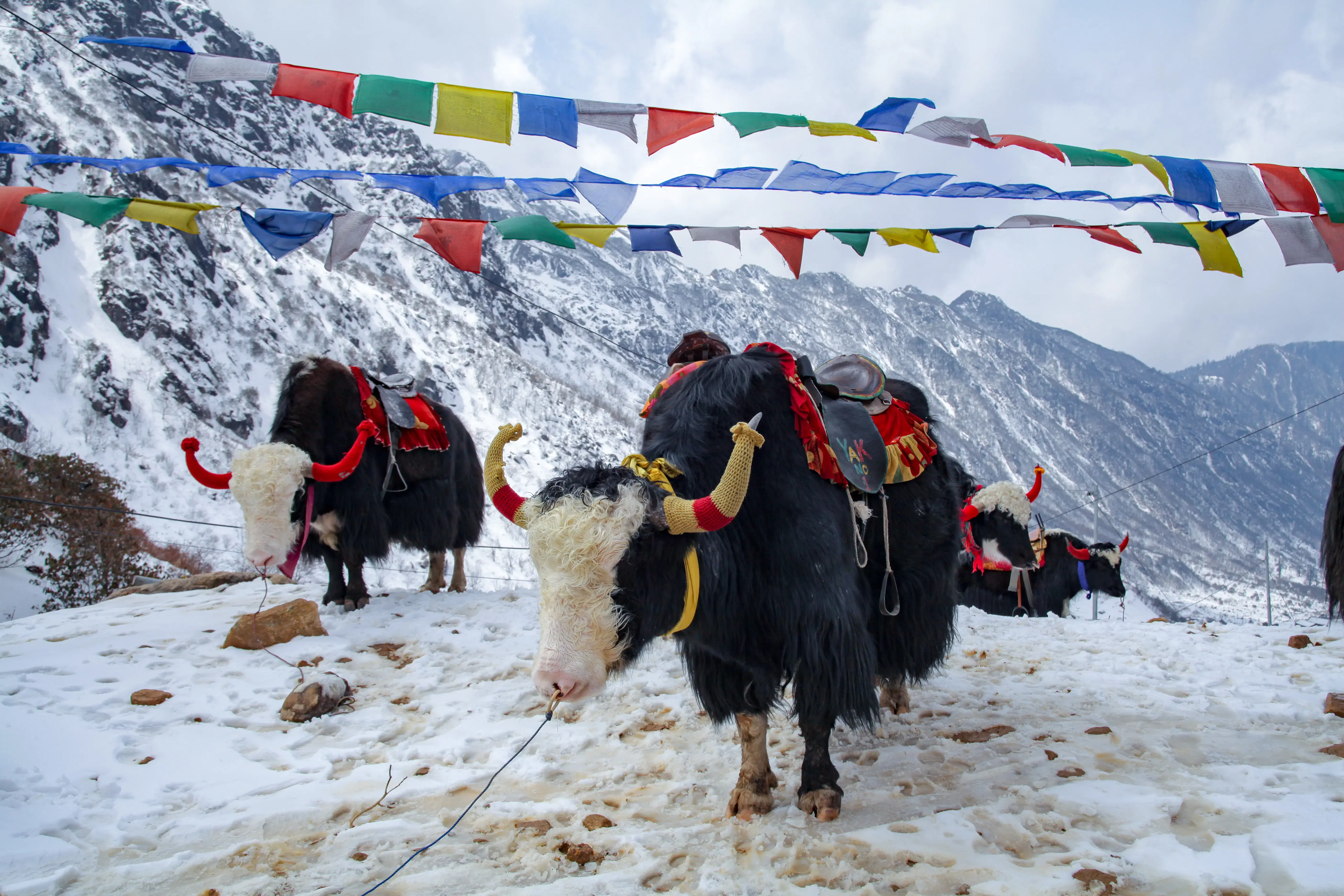 Sikkim Tours