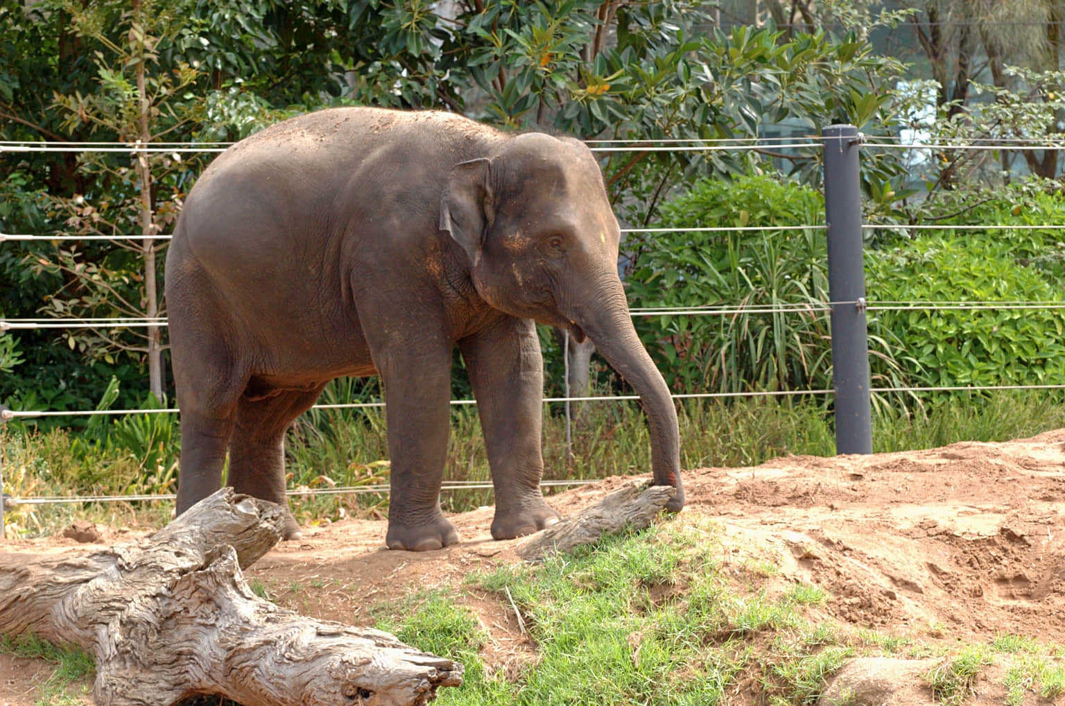 Sea View Elephant Camp   Nai Harn, <em>Phuket</em>