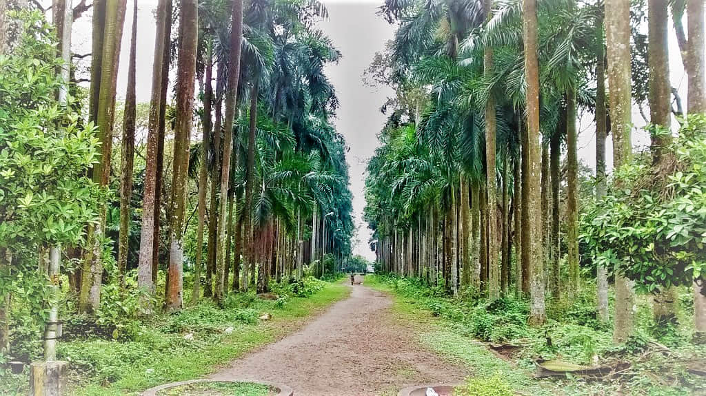 Botanical Garden, <em>Kolkata</em>