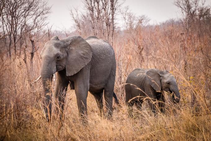 Hwange national Park