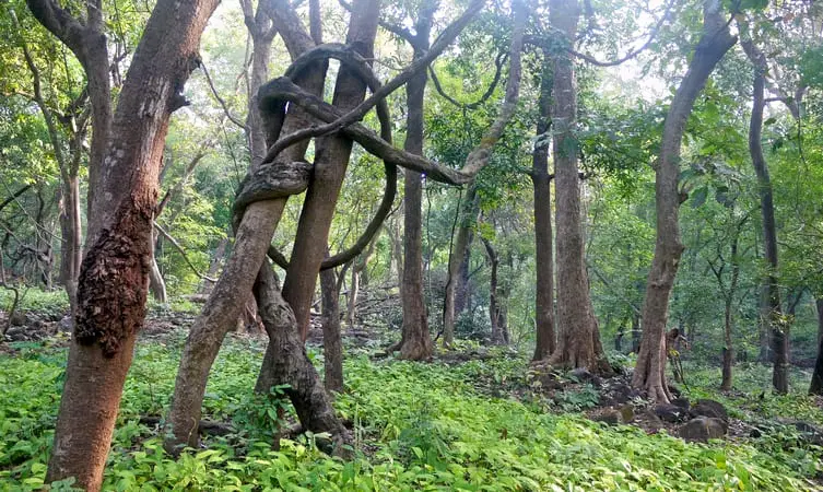 Yeoor Hills
