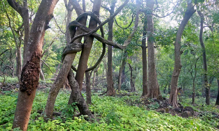 Yeoor Hills