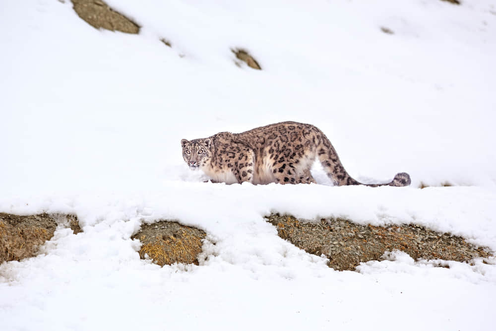 Hemis National Park