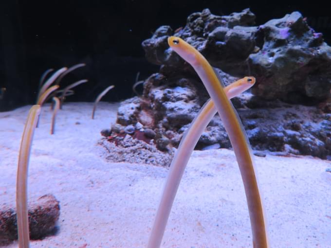 New England Aquarium