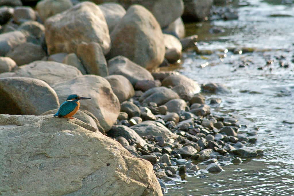 Benog Wildlife Sanctuary, <em>Mussoorie</em>