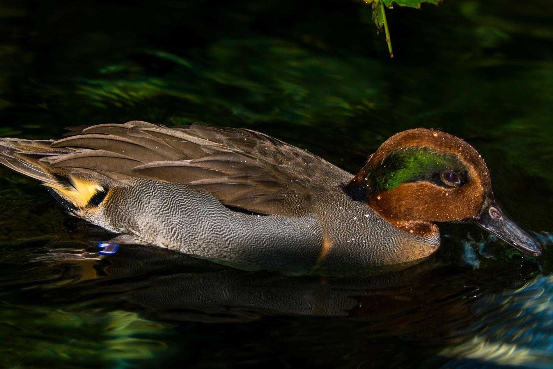 Birdworld Kuranda