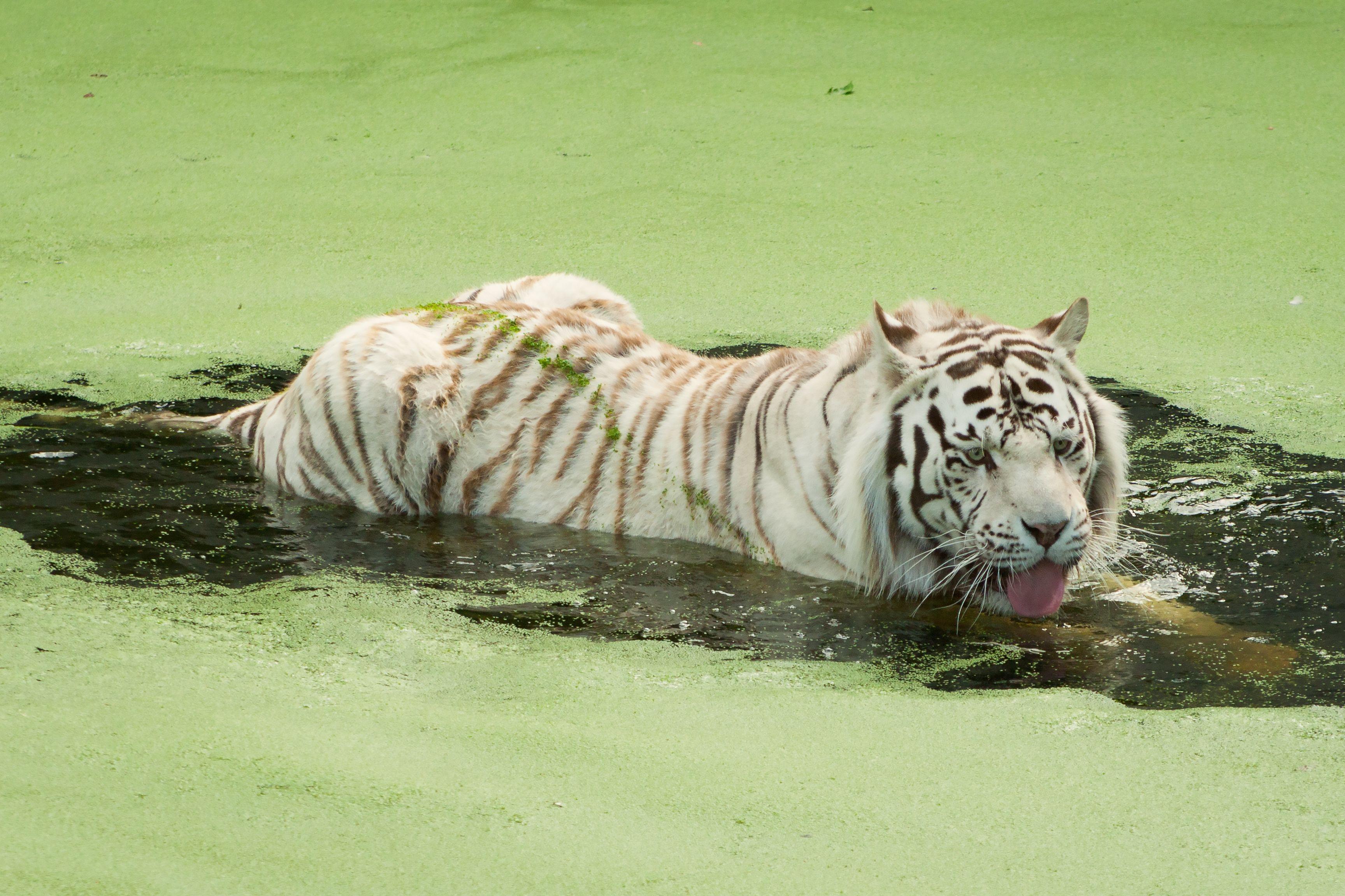 Tiger in Aquarium Madrid