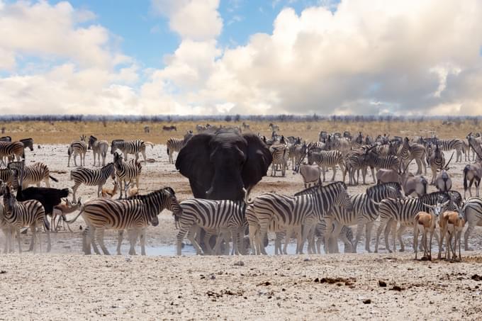 Etosha National Parks