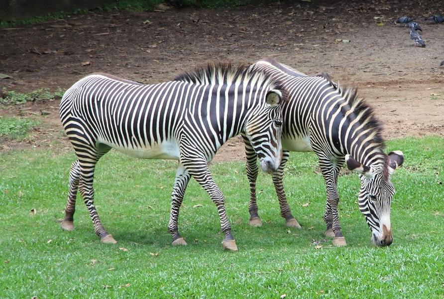 Zebra in Sao Paulo Zoo