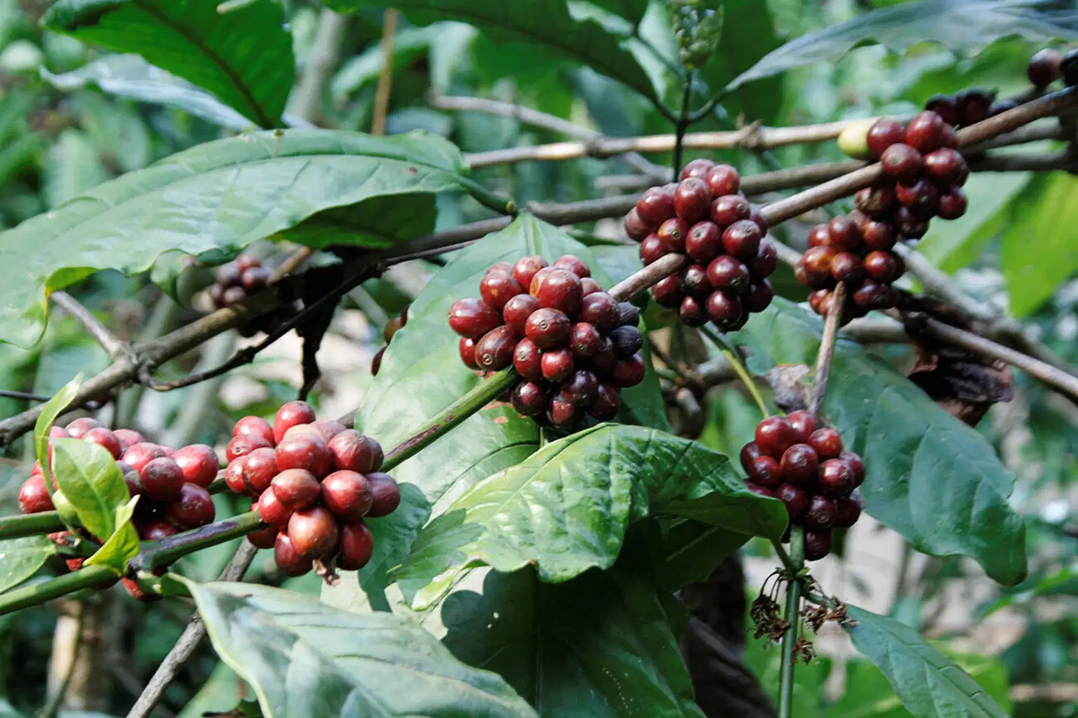 Coorg Coffee Plantation Tour