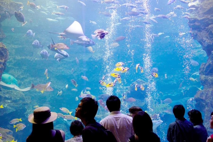 New York Aquarium Tickets