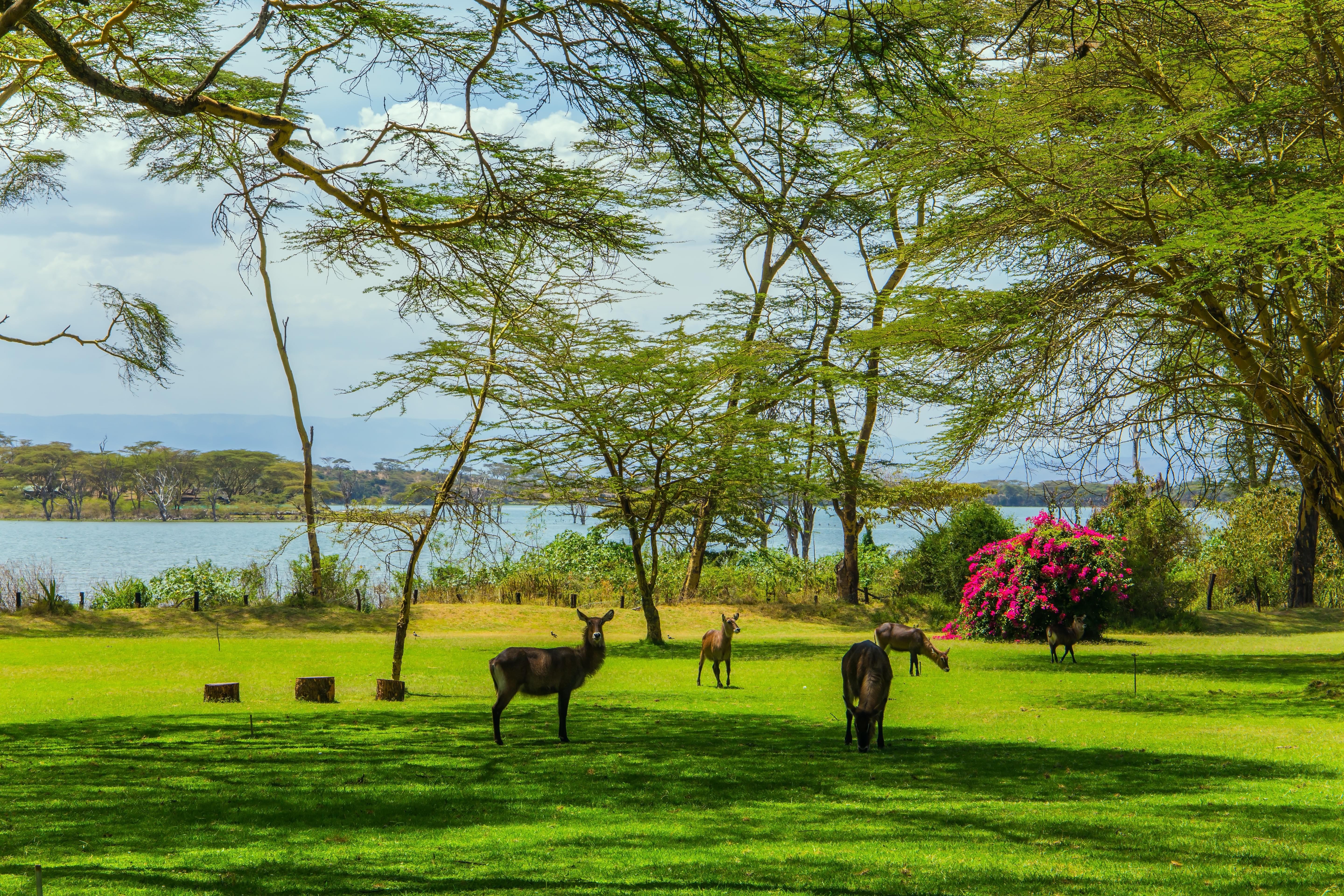 Naivasha Tour Packages | Upto 40% Off