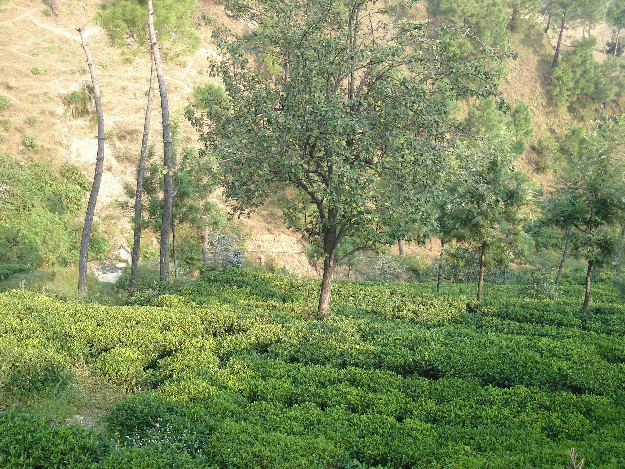 Kausani Tea Estate Overview