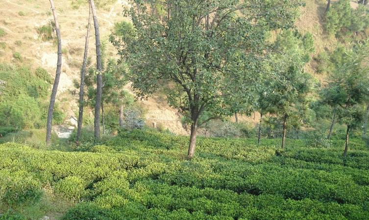 Kausani Tea Estate