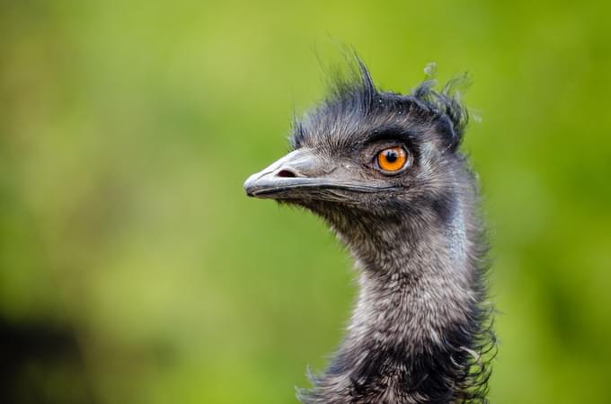 Emu Brookfield Zoo