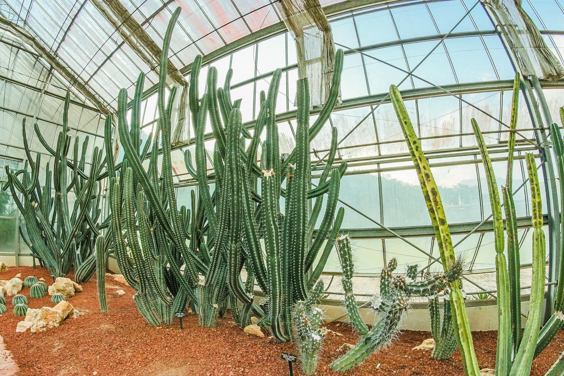 Cactus greenhouse