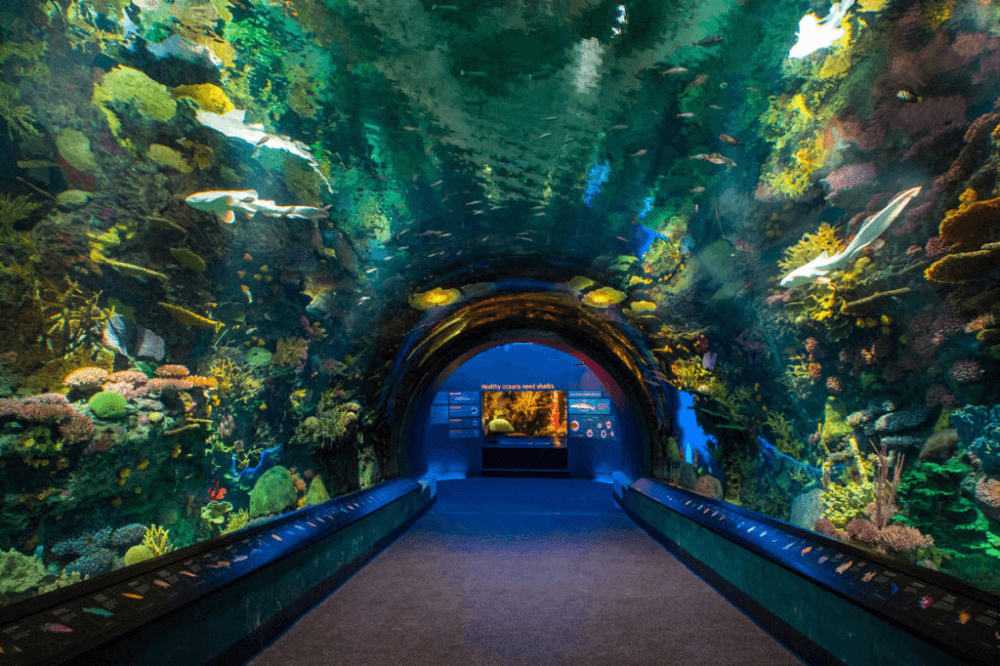 new york aquarium