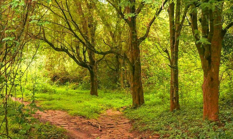 Scenic Trek to Canopy Hill Vattakanal #5