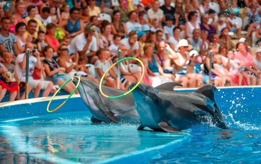 Dolphinarium Nemo Tickets, Almaty