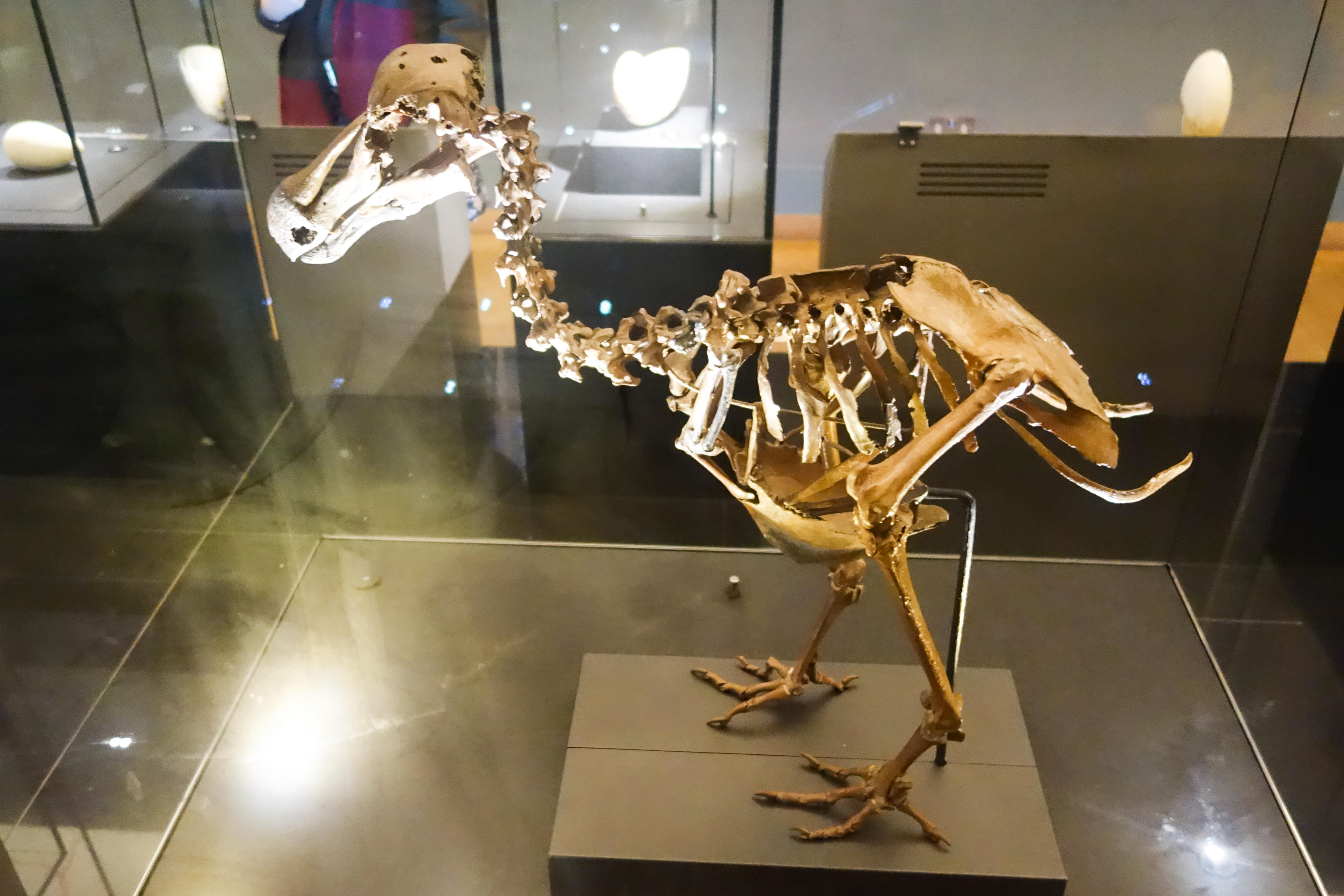 Explore the Dodo Skeleton