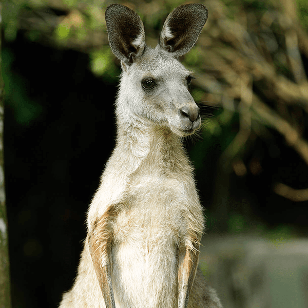 Australasia.png