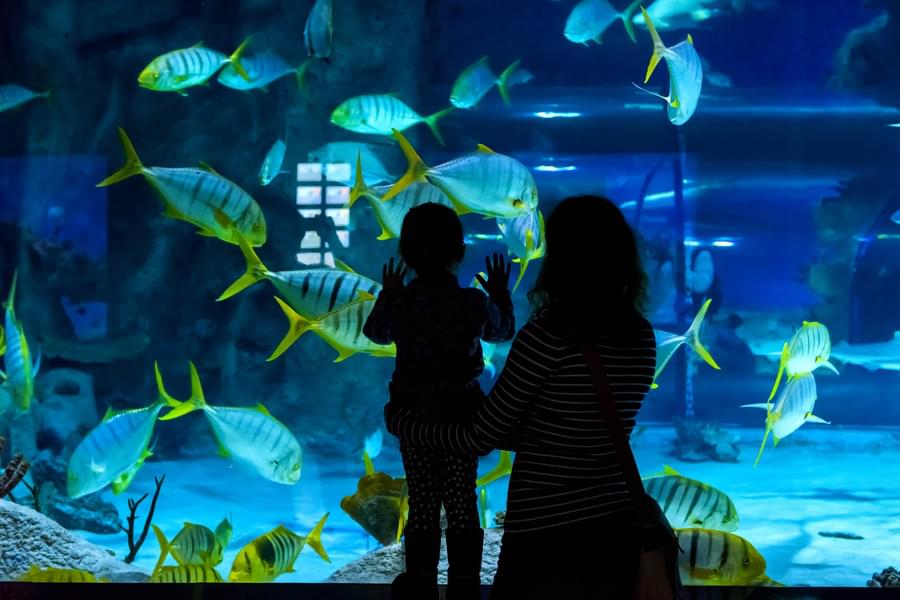 Join your kids as they get amazed by the colorful aquatic animals