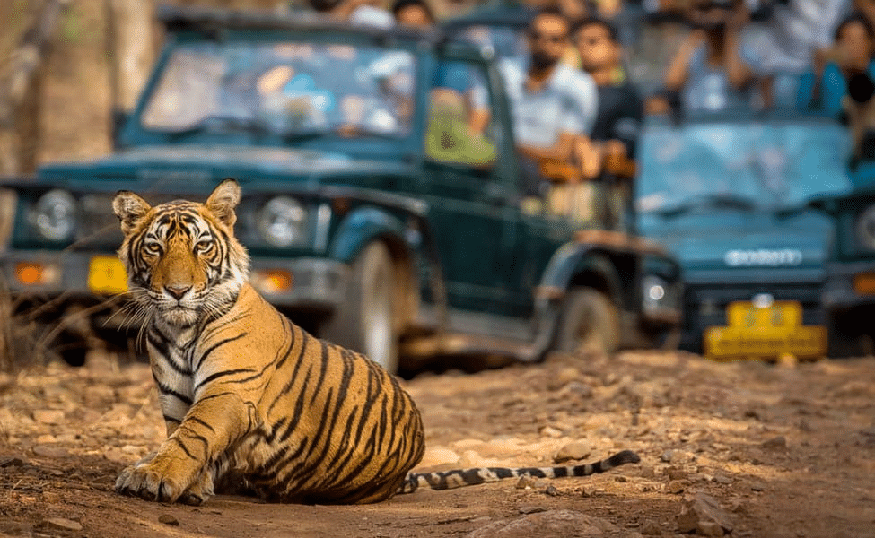 Experience Wildlife in Ranthambore