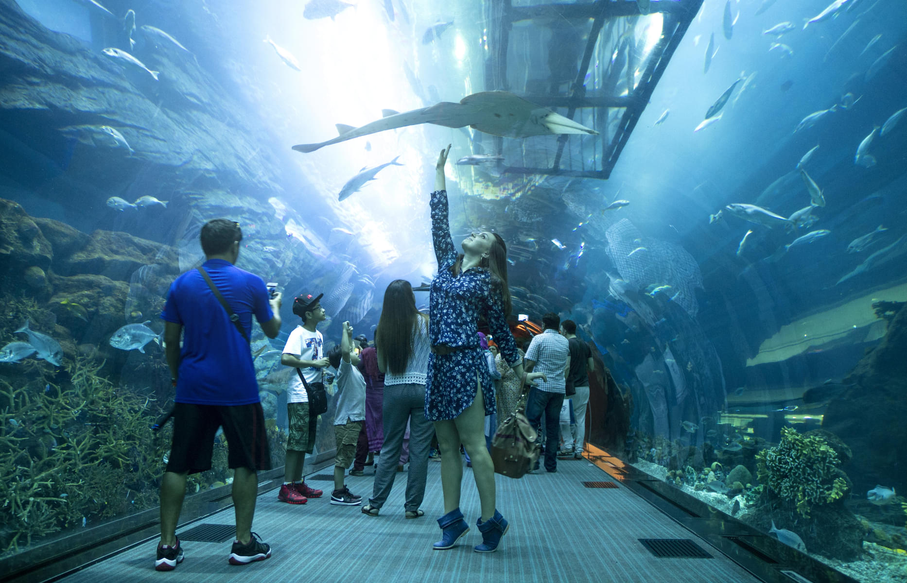 See various marine creatures while passing through 48 m long tunnel in Dubai Aquarium