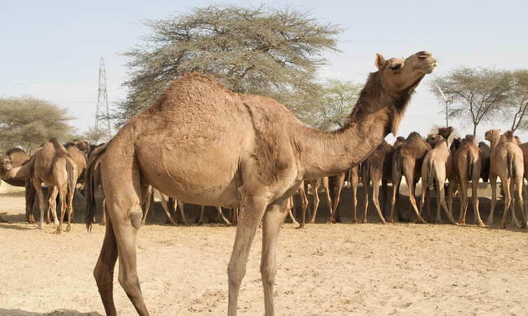 National Research Centre on Camel Overview