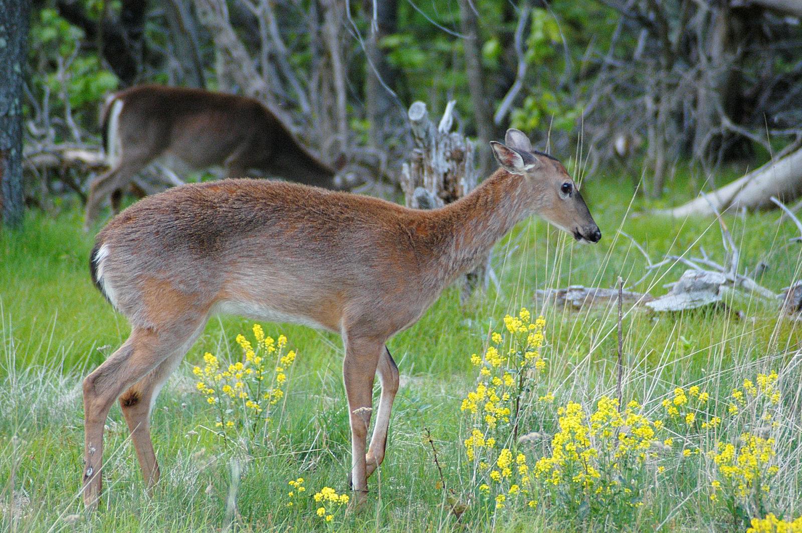 Admire Various Flora and Fauna