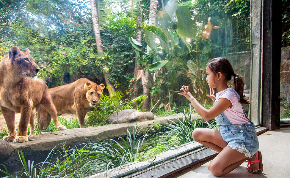 Bali Zoo Overview