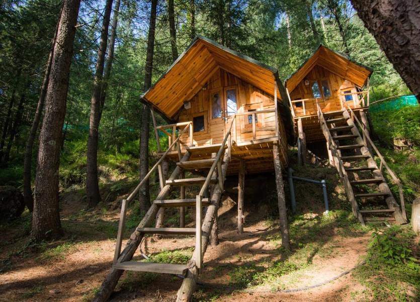 Treehouse Stay Amidst Pine Trees In Shimla Image