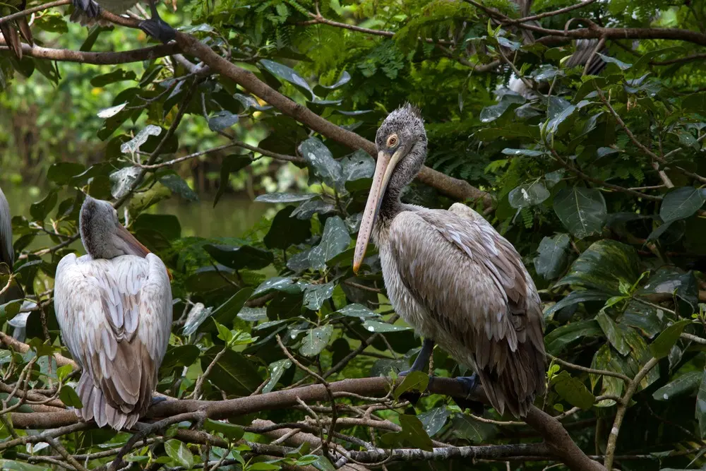 Dehiwala Zoo