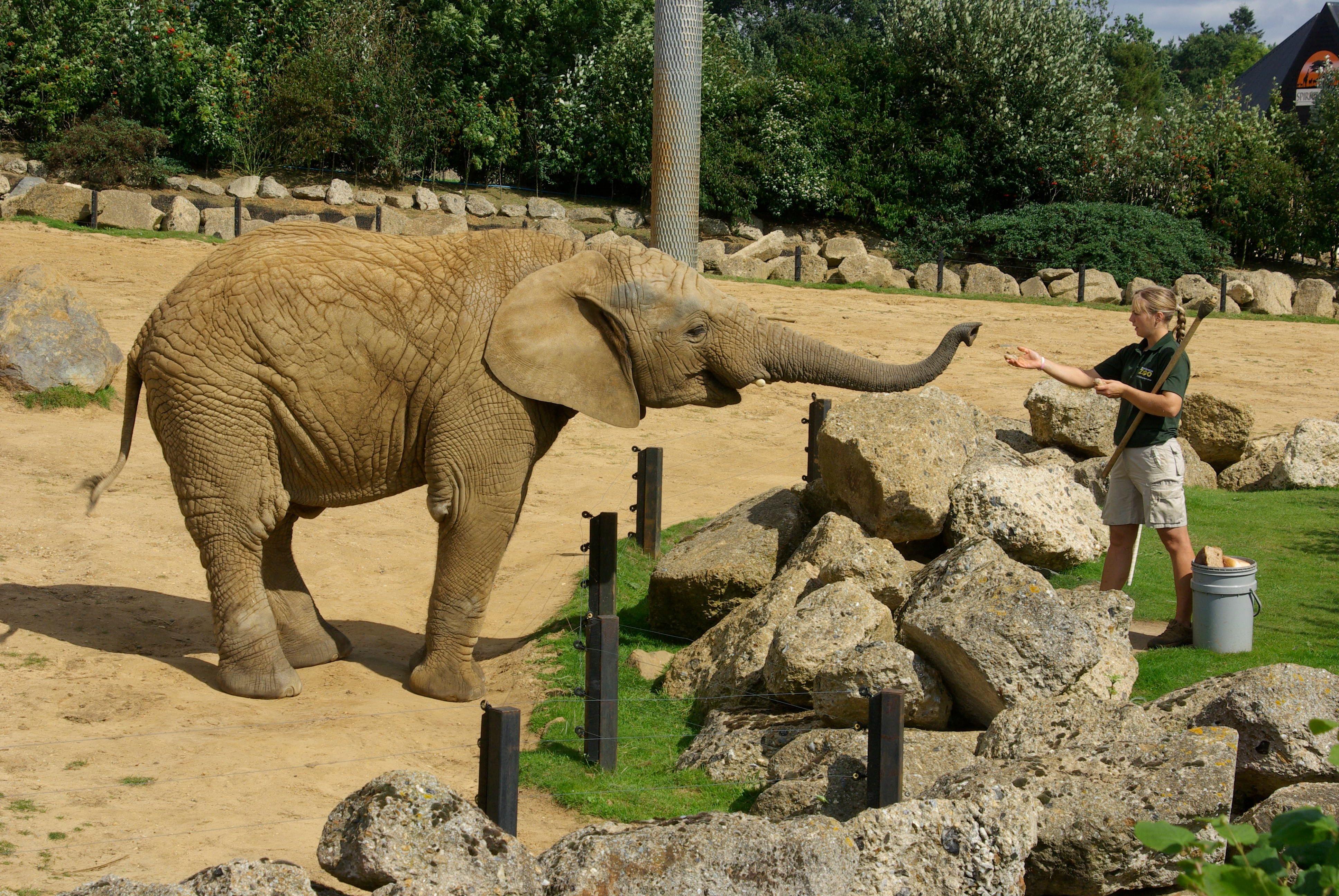 Elephant in Colchester Zoo