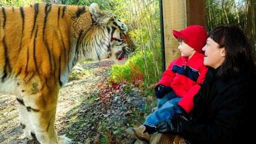 Tiger at Bronx Zoo