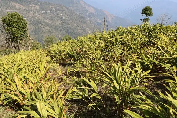 Walk Through Mangan’s Cardamom Fields