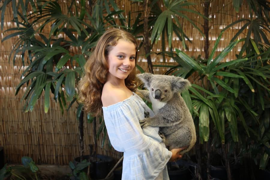 Cuddle up with an adorable koala