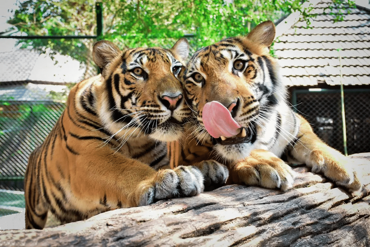 Play with tigers at the Tiger Kingdom Phuket